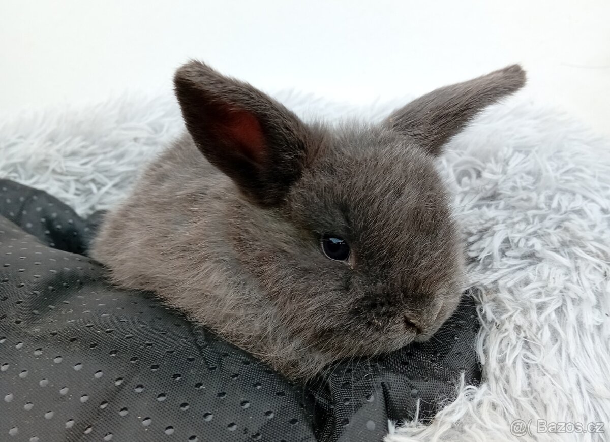 Zakrslý beránek G1 - 2