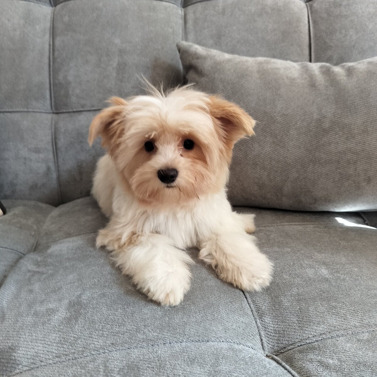 Yorkshire teriér Biro(Jorkšírský teriér Biro) - 2