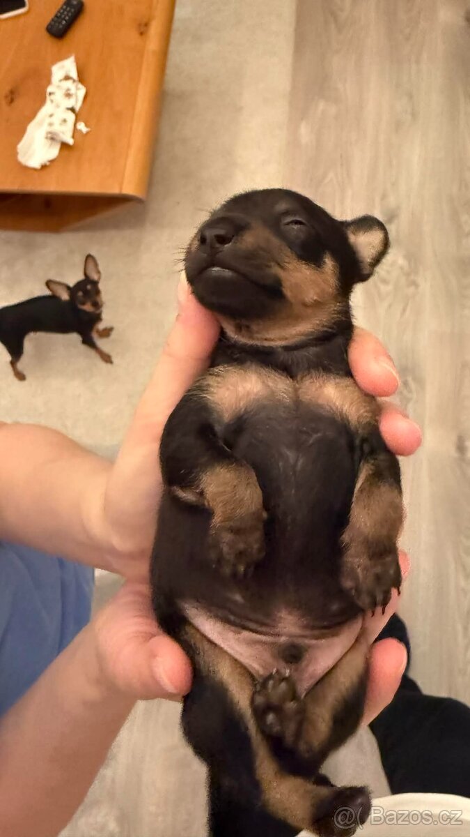 Pražský krysařík - mini - 2