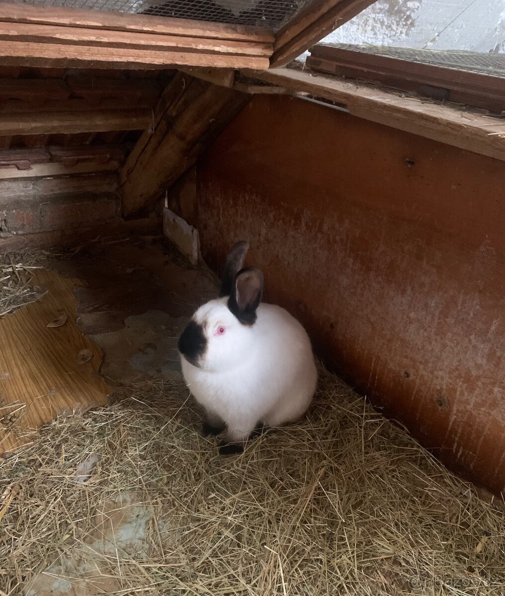 Kalifornský králík - 2