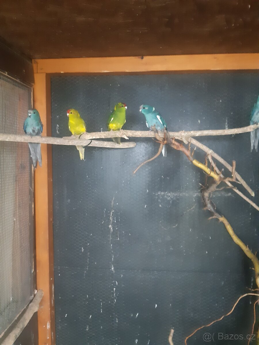 kakariky - 2