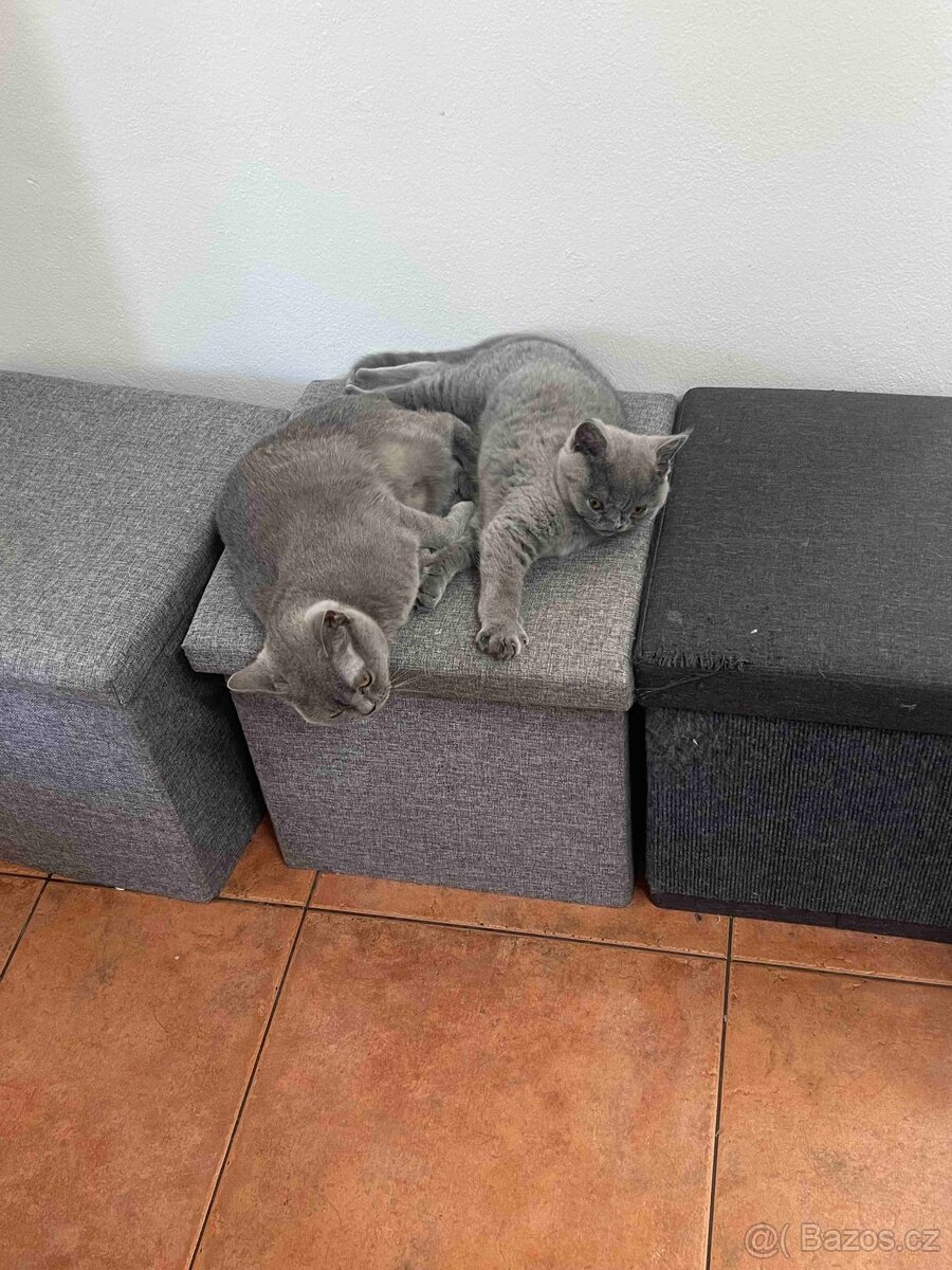 Kocourek britský krátkosrstý modrý - 2