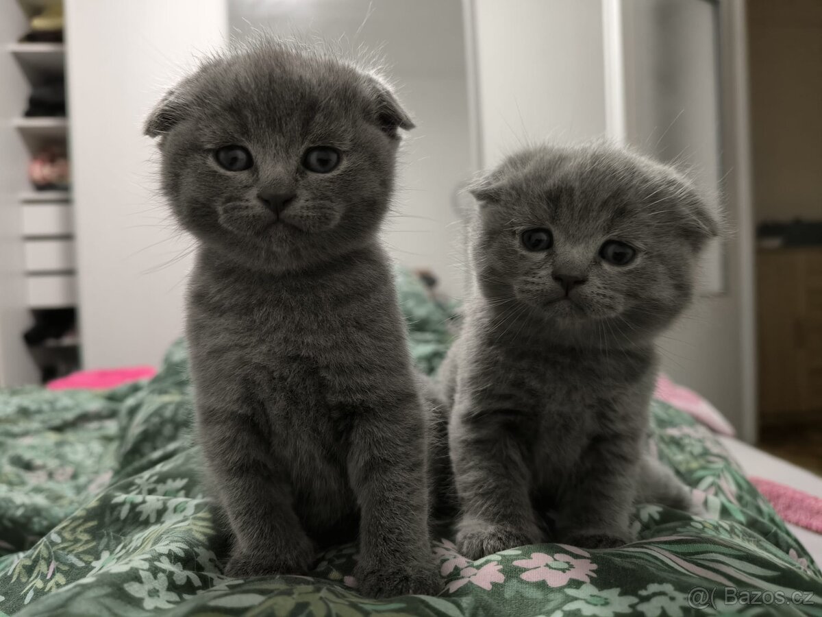 Krytí britský kocour - 2