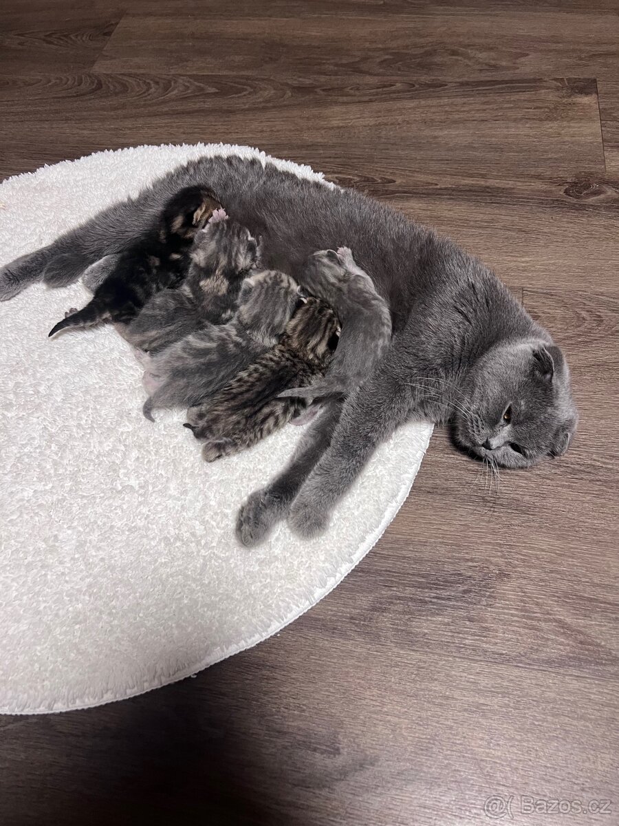 Britská krátkosrstá kočička - 2
