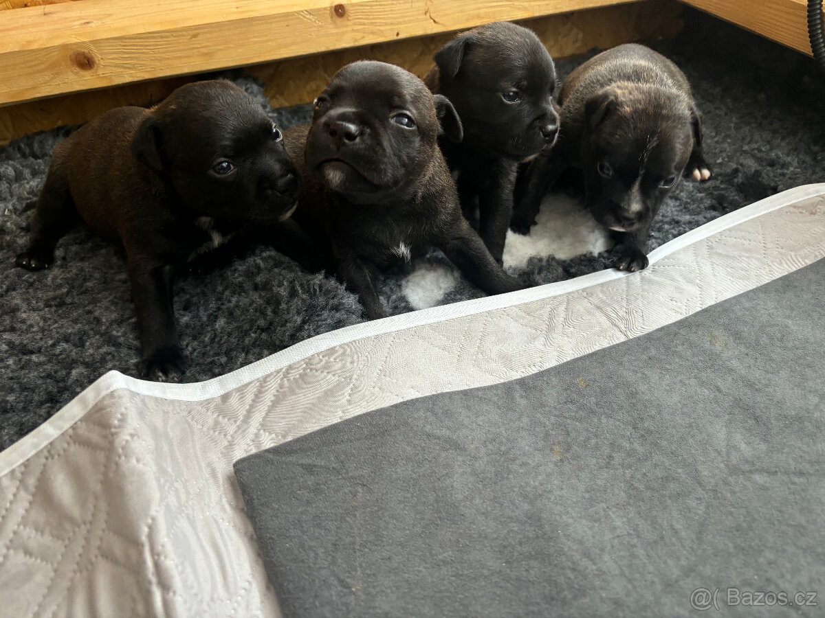 Stafordšírský bulteriér s PP - 2