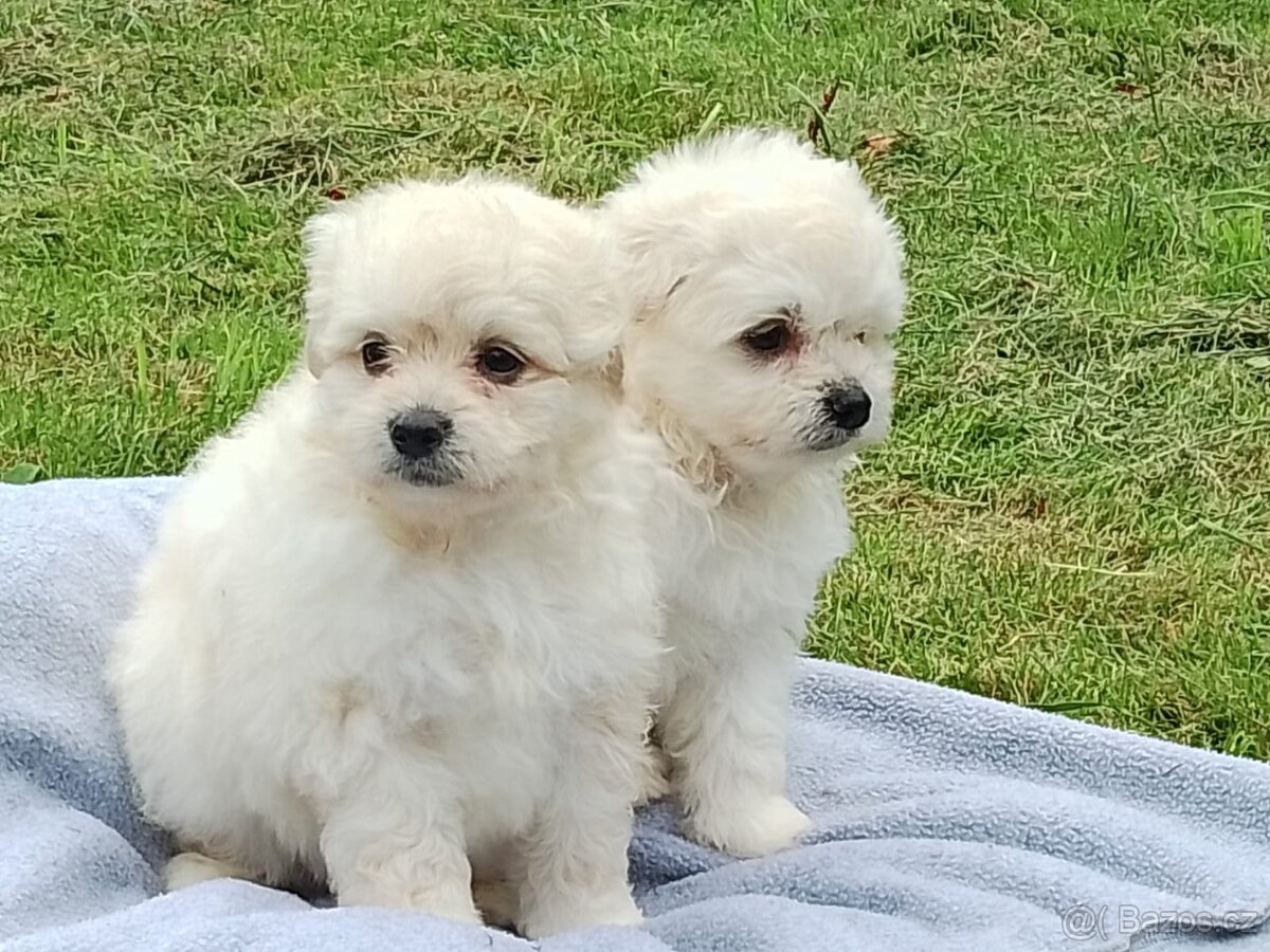 Prodám 2 bílé pomapoo - 2