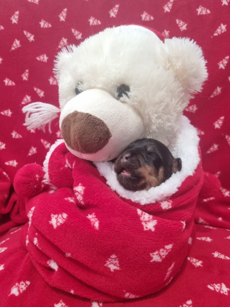 štěně rotvajlera - 2