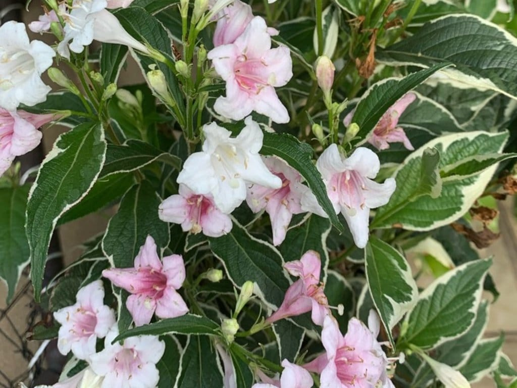 Vajgélie (Weigela) 'Nana variegata' - 2