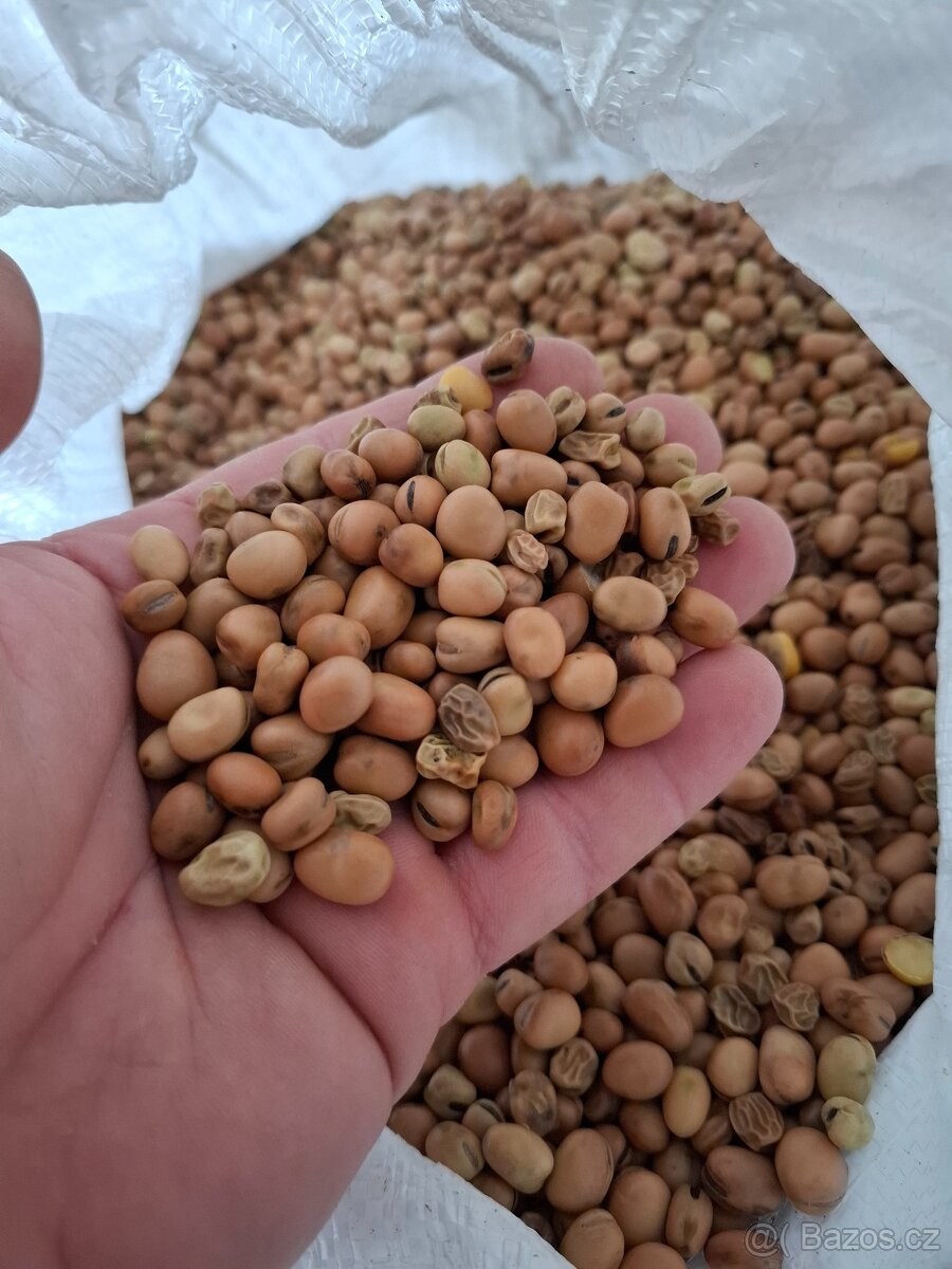 Bob drobnosemenny - 2