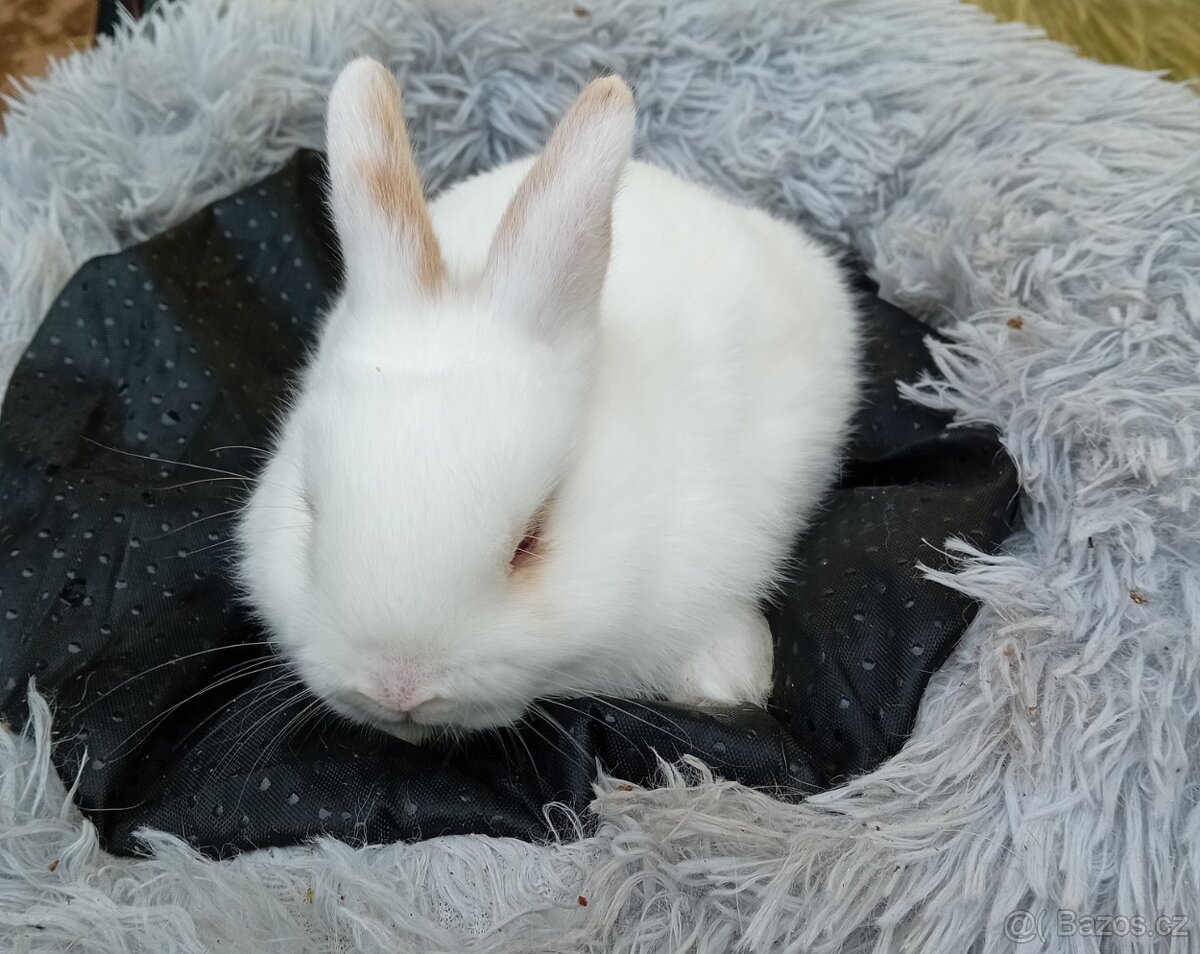 Zakrsli kraličci vrh E - 2