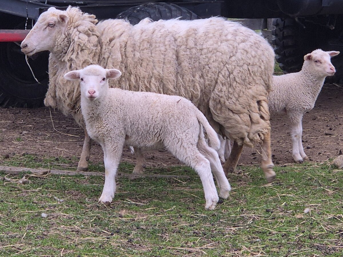 Jehňata beránky - 2