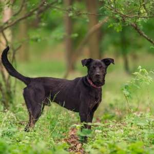 Arthur - X labrador, cca 2 roky - 2