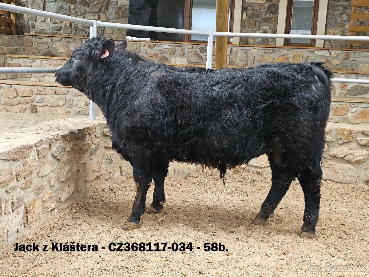 Plemenní býci Aberdeen Angus - II.turnus 2025 - 2
