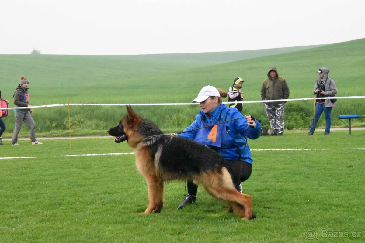 Nabízim ke krytí nemecký ovčák - 2