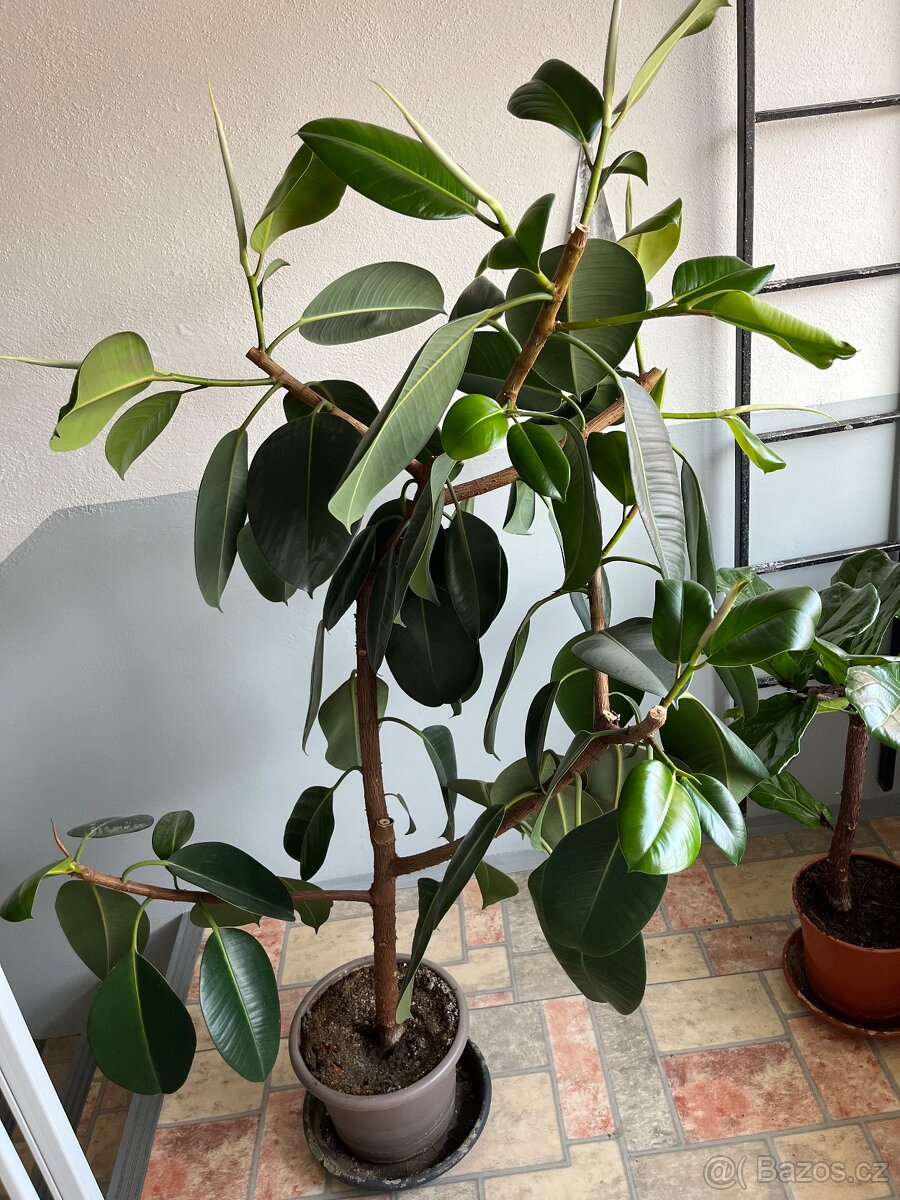 Pokojové rostliny - 2