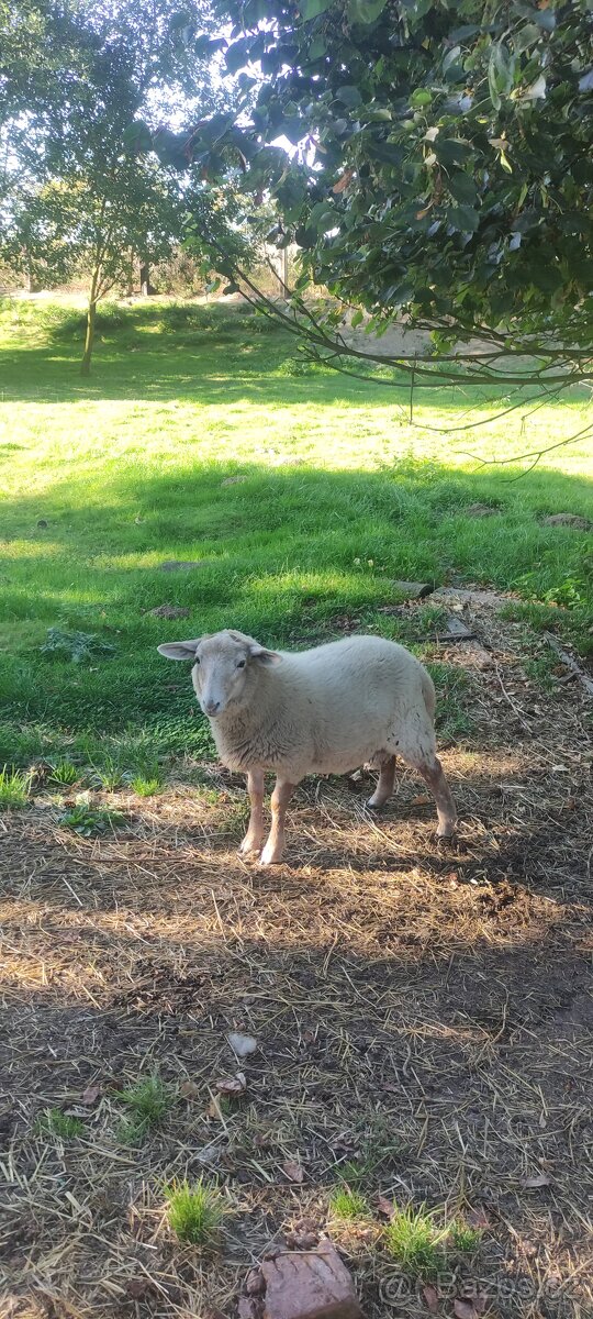 Letošní jehničky a beránci - 2