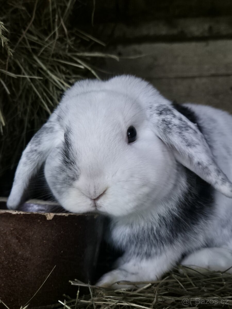 Zakrslý krávlík - 2