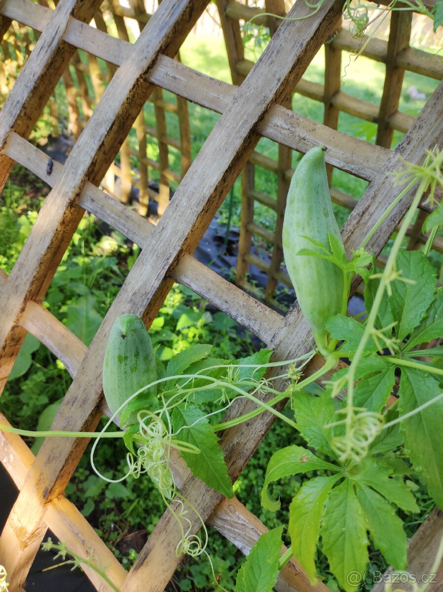 Acokca cyklanthea pedata - 2