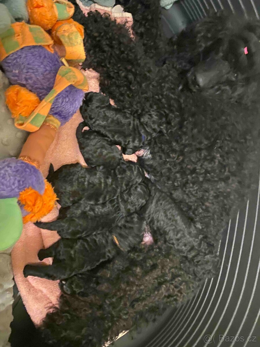 Pudl střední černý - 2