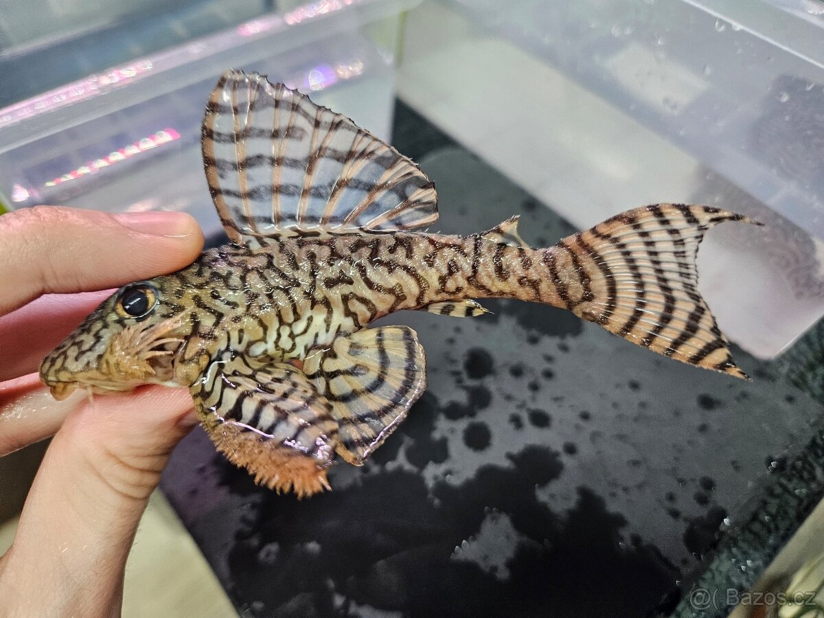 L 236 Super Yellow - chovné páry - 2