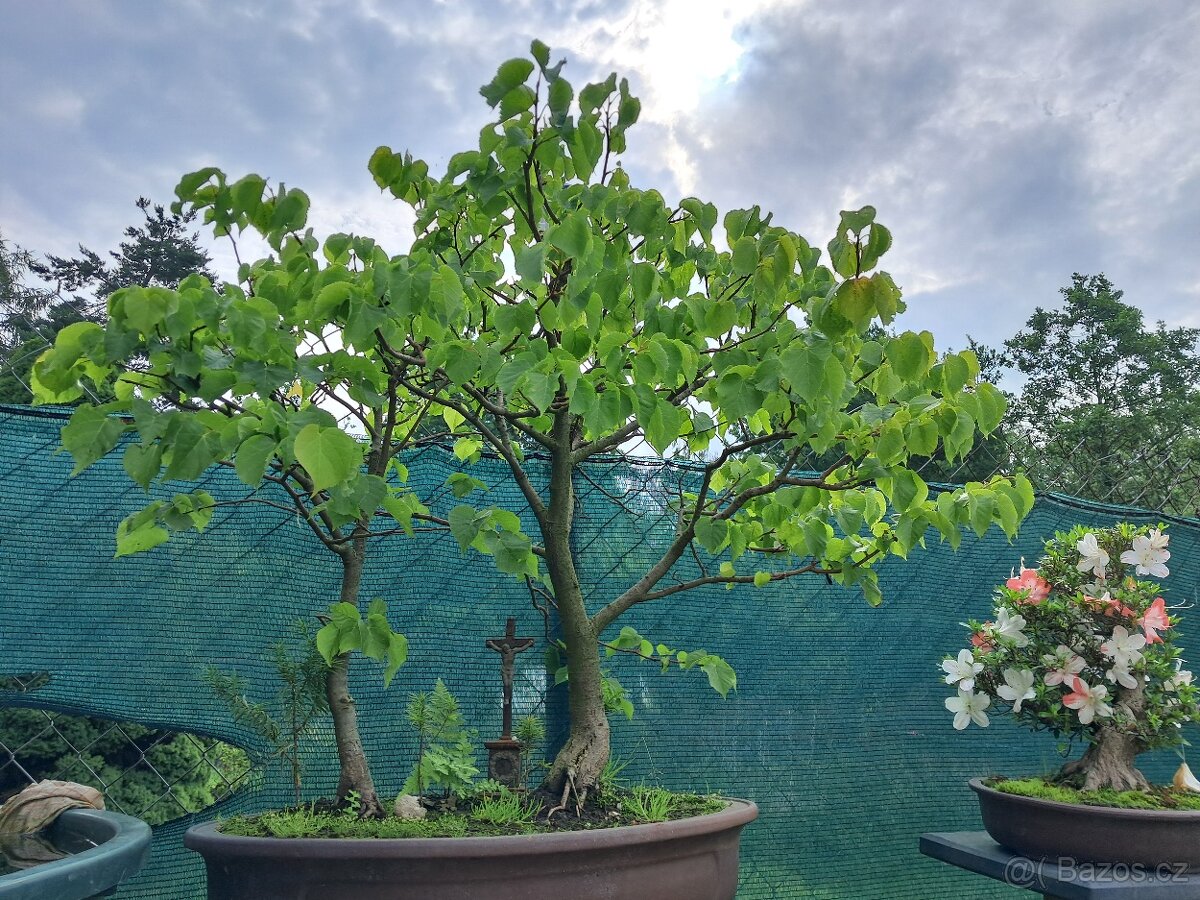 Bonsaj, bonsai Lípa - 2