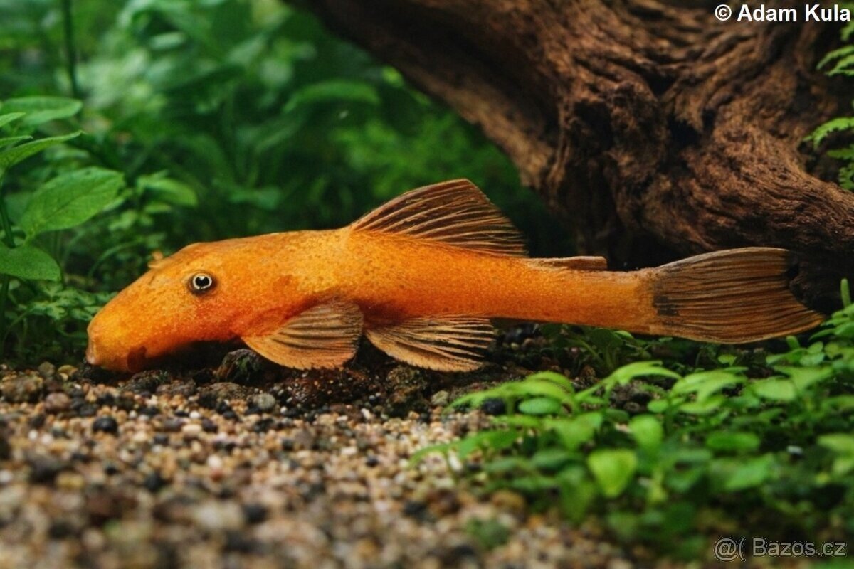 Ancistrus - 2