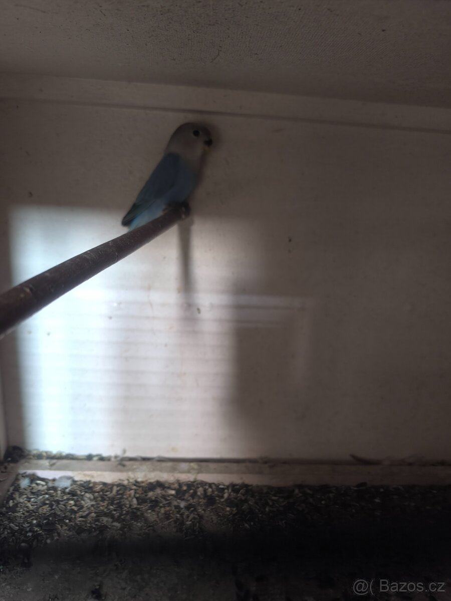 Agapornis růžohrdlý - 2