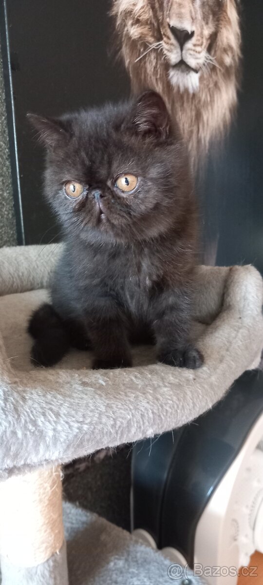Perská a exotická kotatka - 2