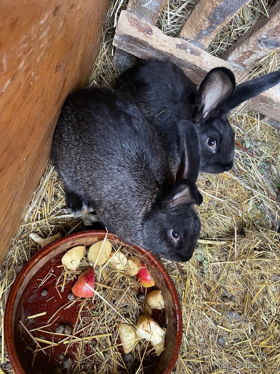 PRODÁM BELGICKÉ OBRY ČERNÉ + 75 % KŘÍŽENCE OBRŮ Mladí králí - 2