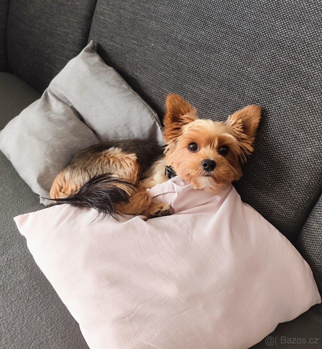 Jorkšírský teriér - krytí/připuštění, NENÍ NA PRODEJ - 2