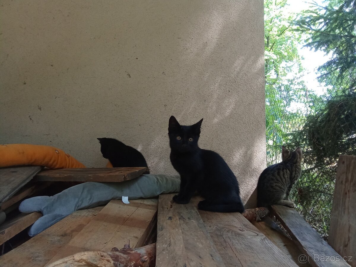 Koťátka - 2