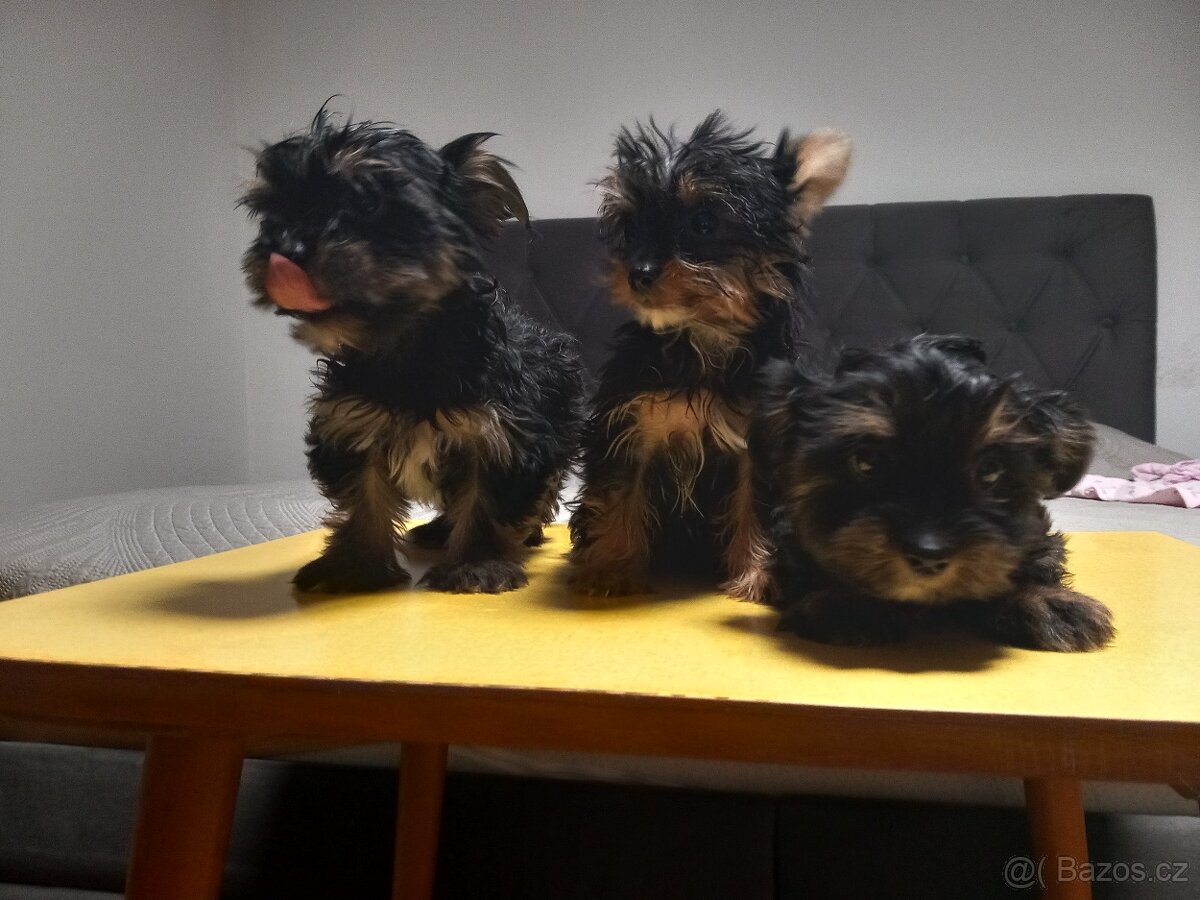 Jorkšírský teriér štěňátka - 2