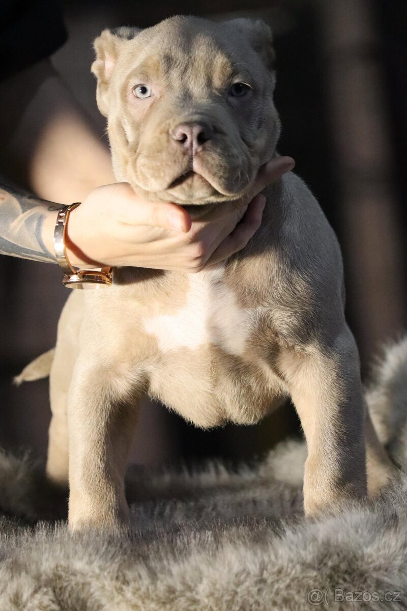 🐾American Bully🐾 - 2