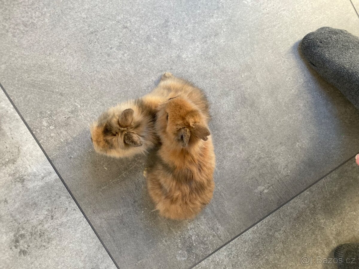 Zakrslý králík - 2