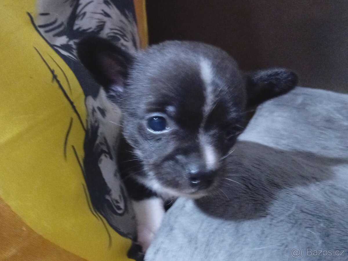 Čivava křížená - 2