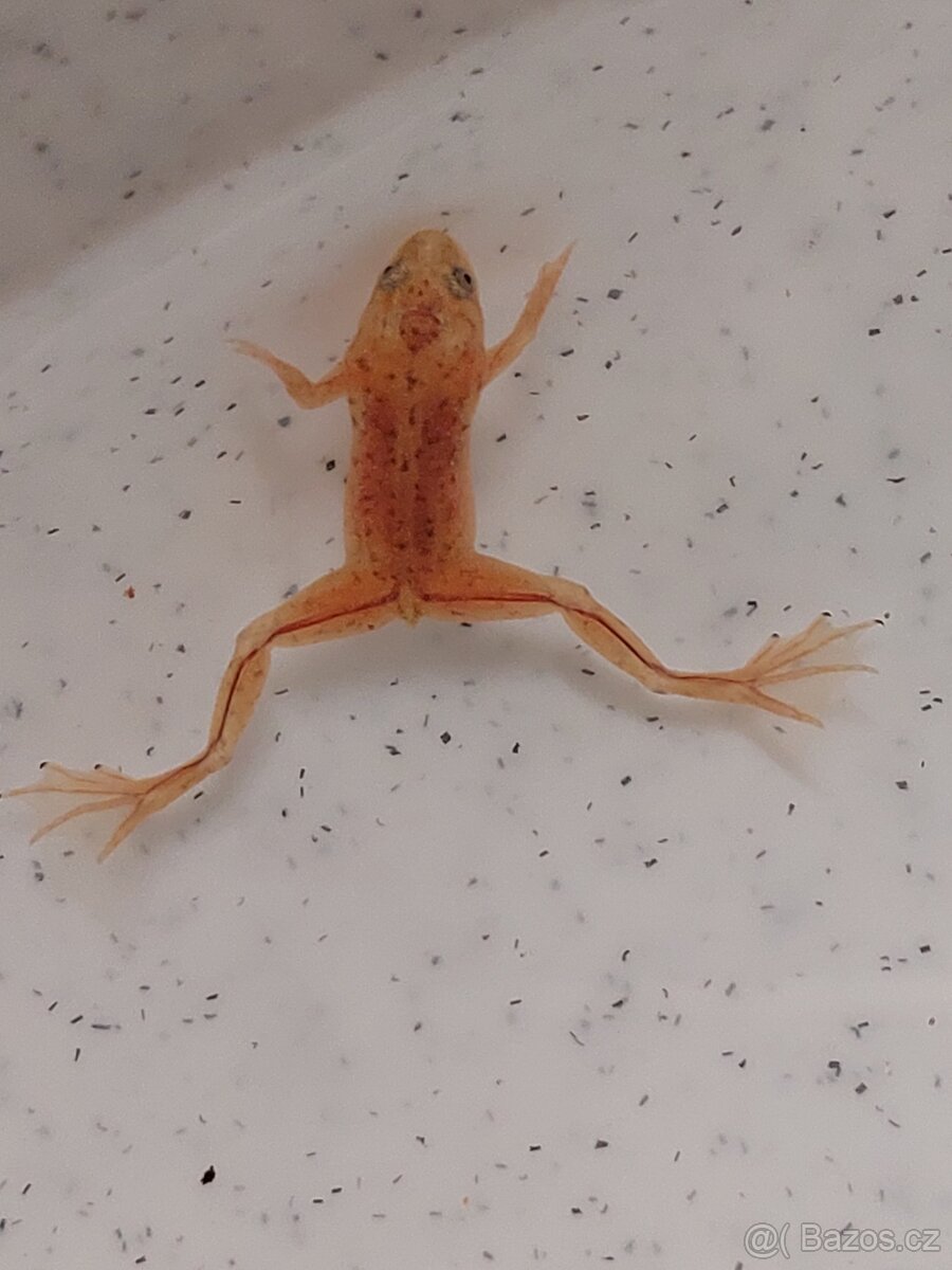 Drápatečka sp a gold - 2