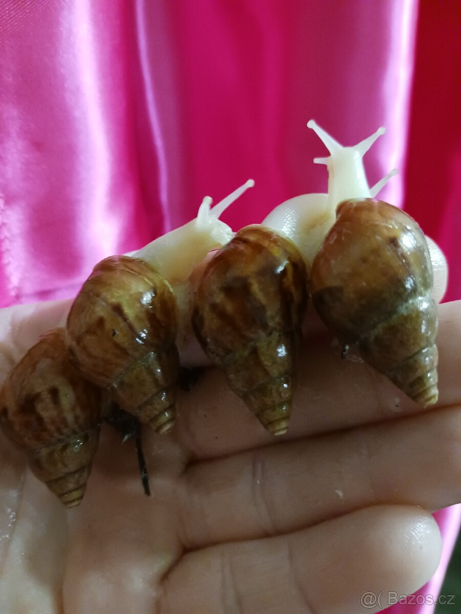 Afričtí šnečci - 2