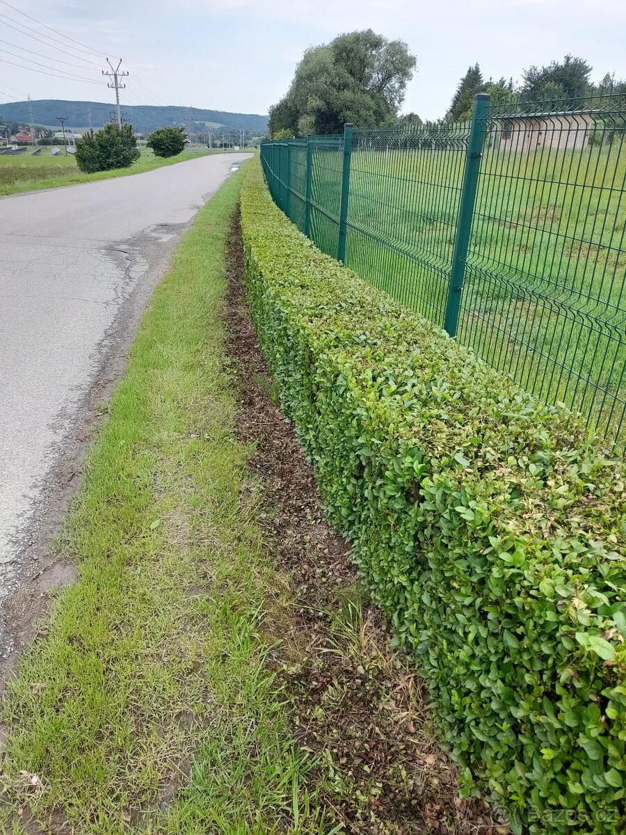 ptačí zob - 2