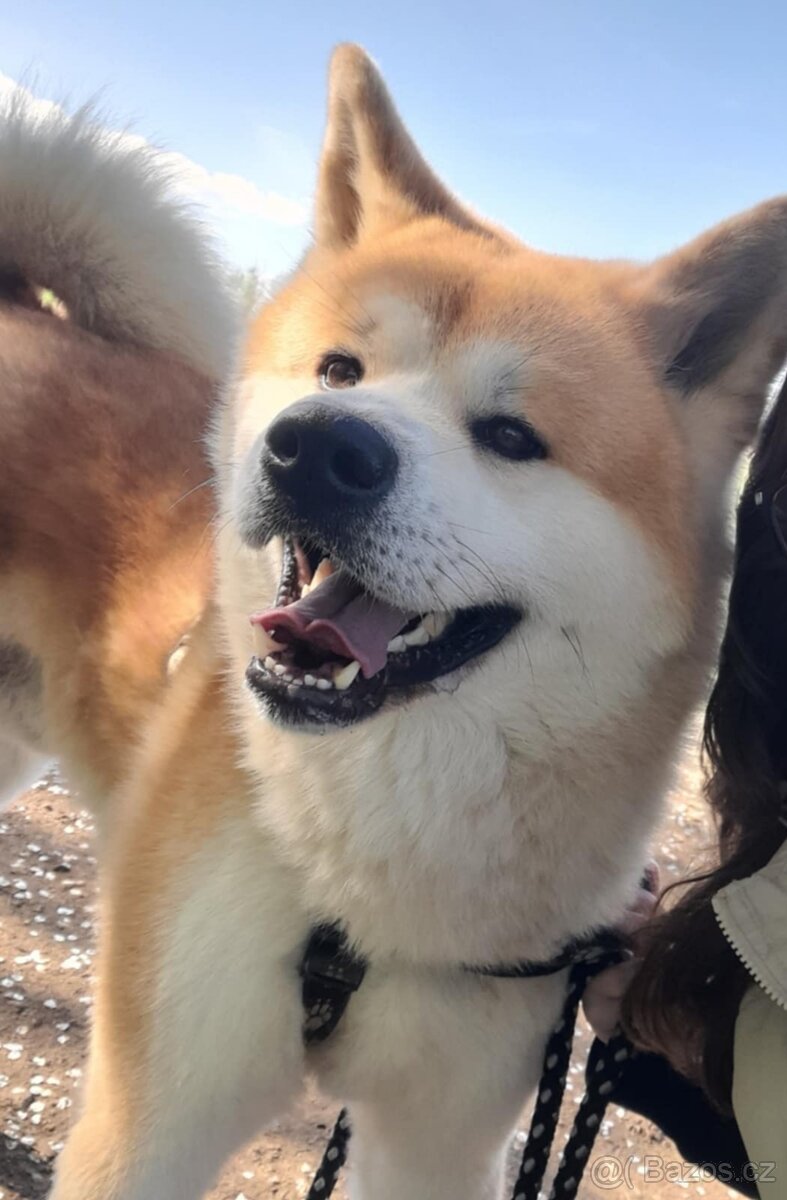 Krytí Akita Inu - 2