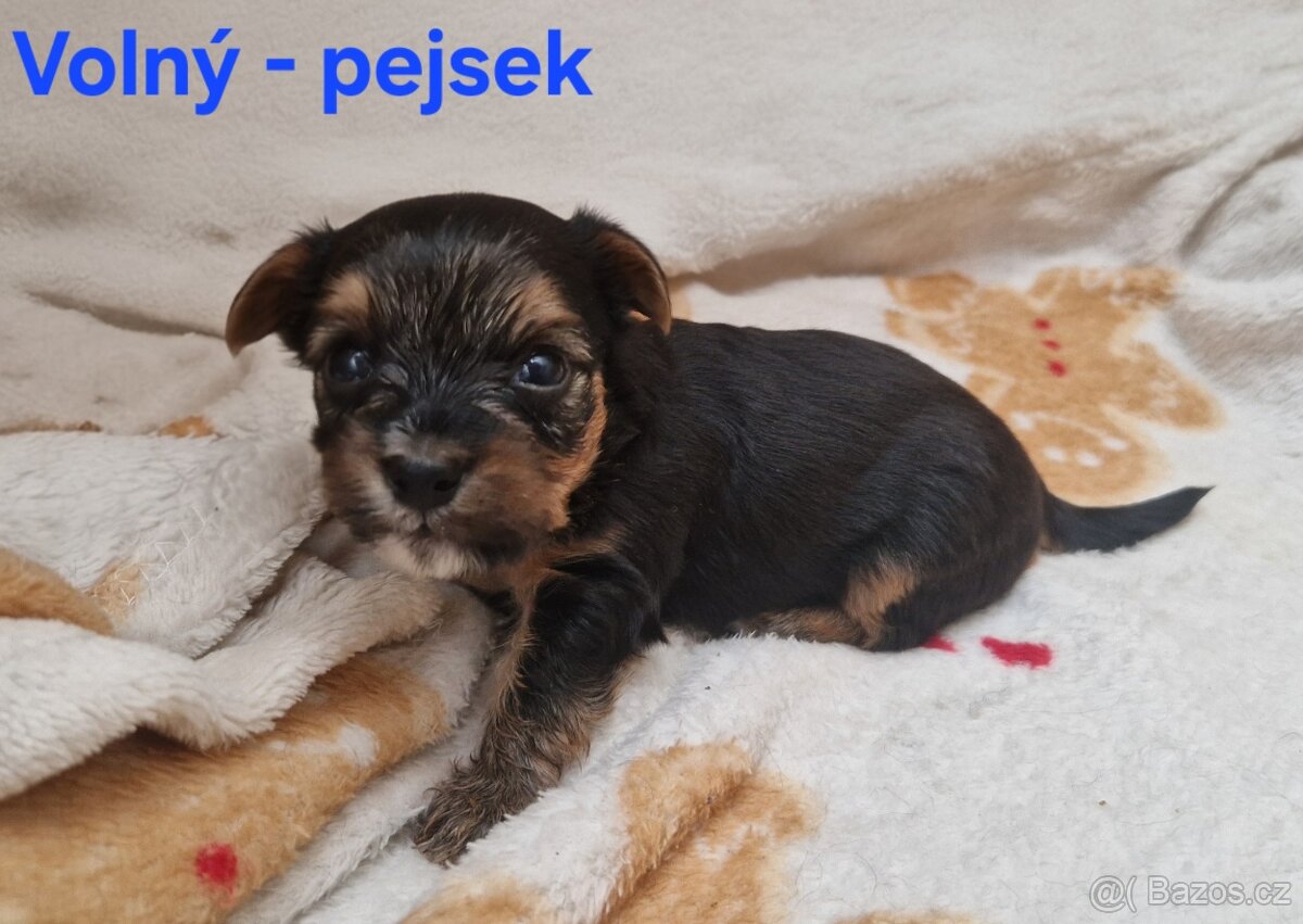 Jorkšírský teriér bez pp - 2