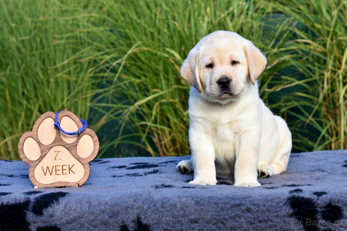 Štěně Labradorského retrievera - 2