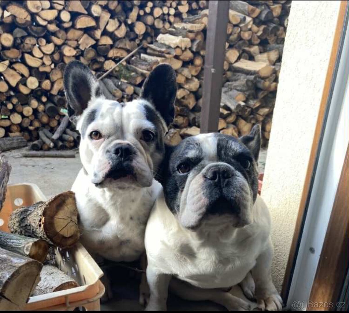 Francouzský buldoček bez PP - 2