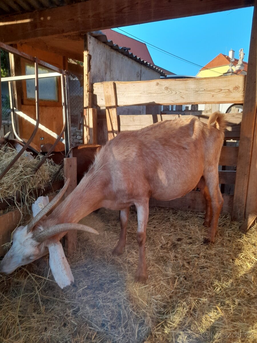 Anglonubijská koza,POP - 2