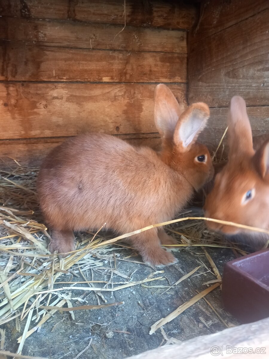 Novozélandský červený - 2