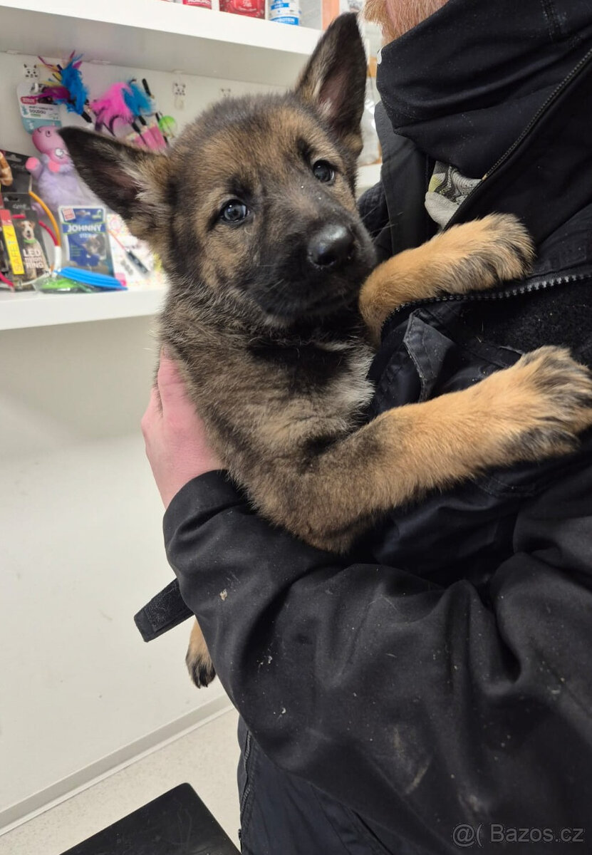 ŠTĚNĚ NĚMECKÝ OVČÁK - 2