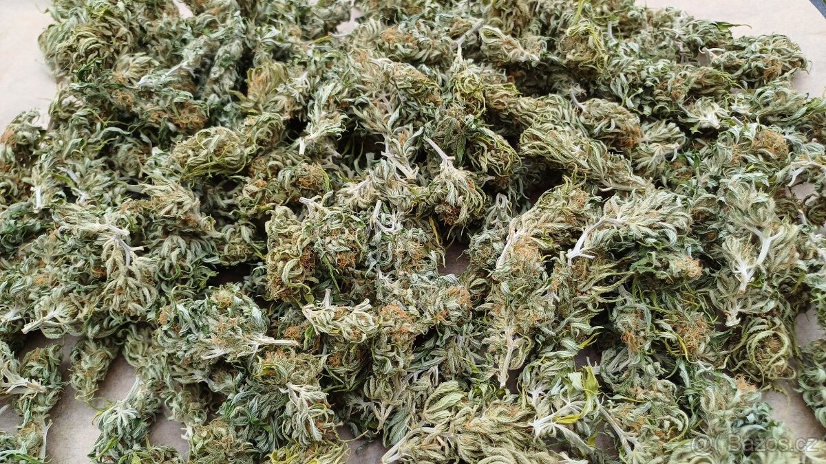 Aromatické rostlinné květy – odrůda Buddha Medikit - 2