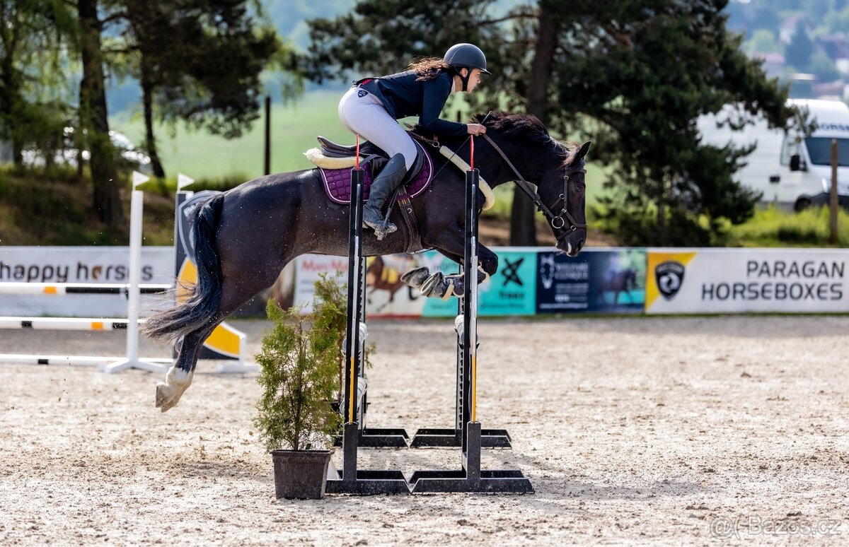 6 letá klisna WBPR - 2