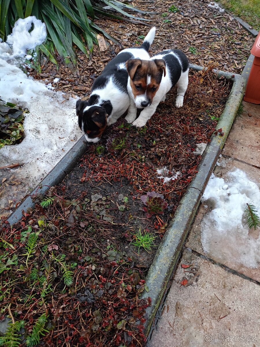 Jack Russel terier - 2