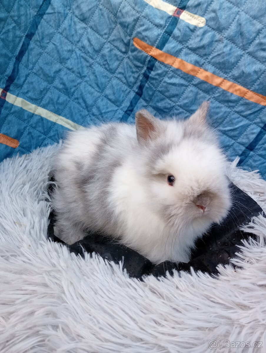 Zakrslý králíček teddy J4 - 2
