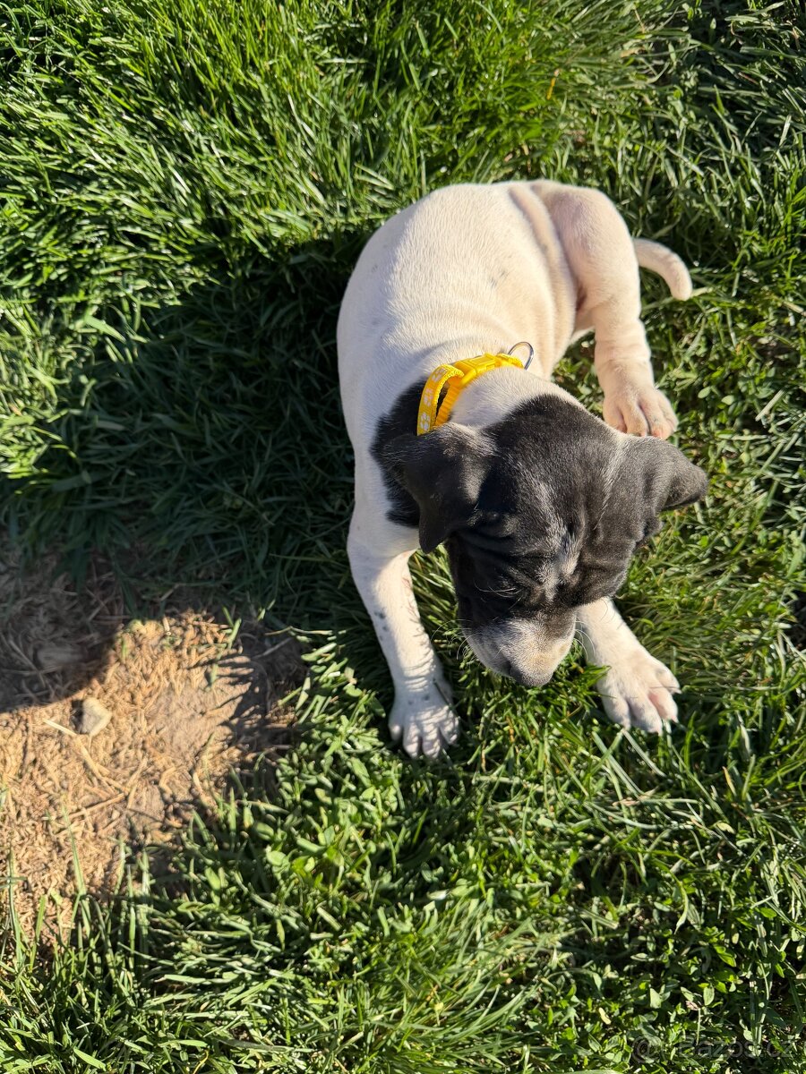 POINTER, stěňata bez P.P. - 2